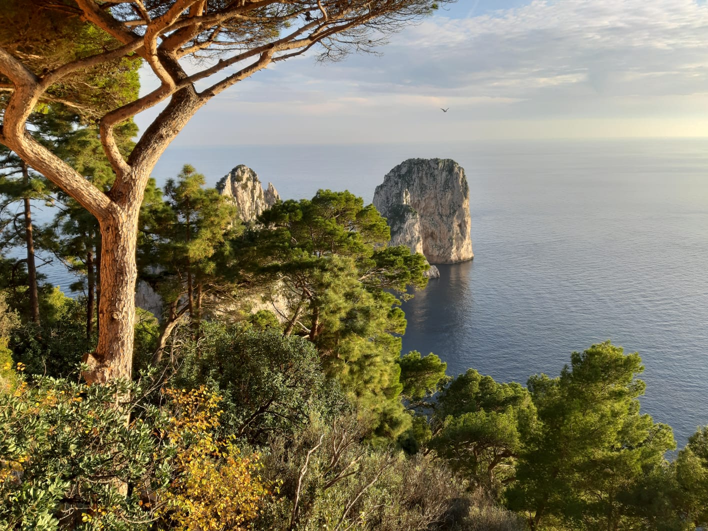 Belvedere-Capri